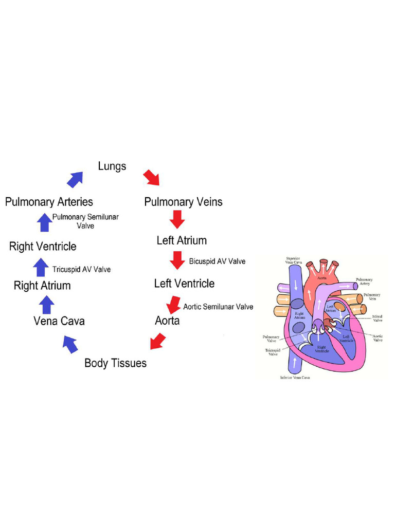 Circulation of Blood Through The Heart | PDF