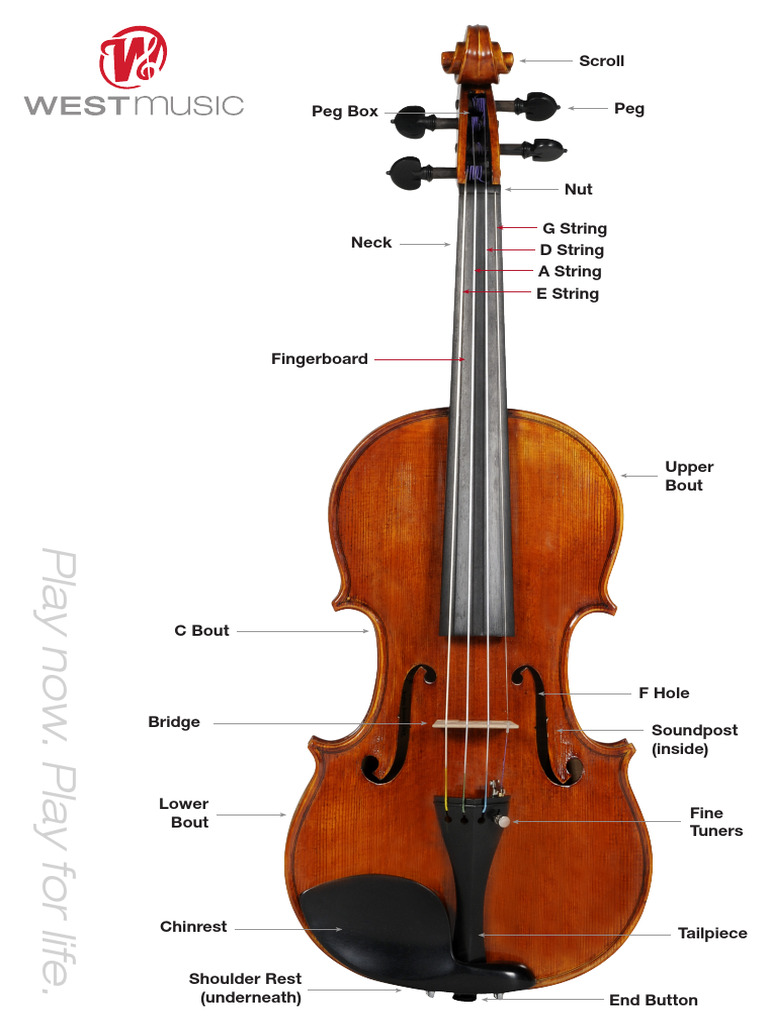 Labeled Violin Diagram | PDF