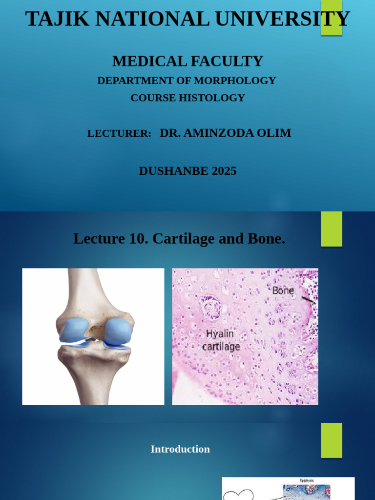 Histology of Cartilage and Bone | PDF | Cartilage | Bone