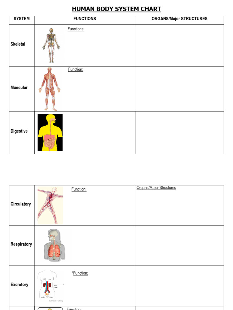 Human Body Systems Overview Chart | PDF