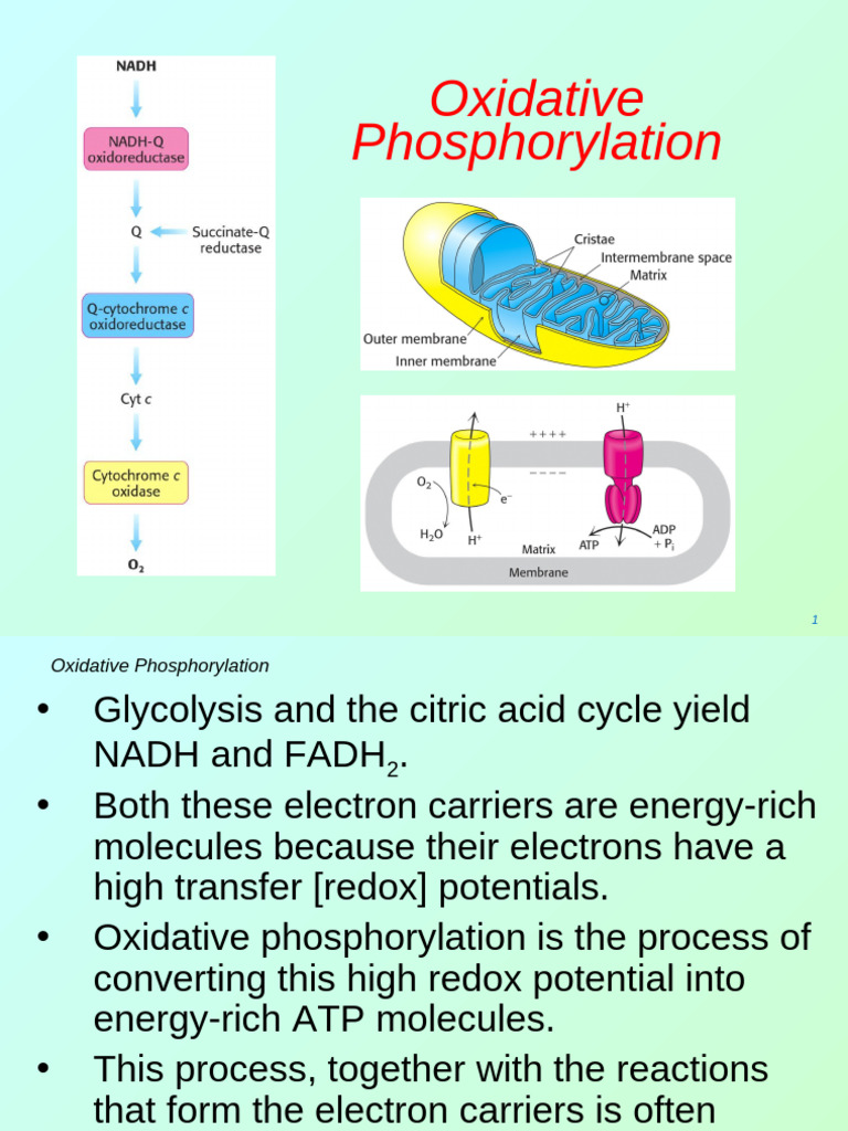 Oxidative Phosphorylation MBBS | PDF | Electron Transport Chain ...