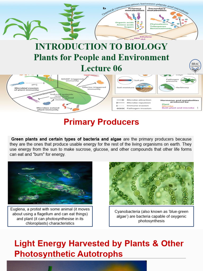 Understanding Photosynthesis in Plants | PDF | Photosynthesis | Chloroplast