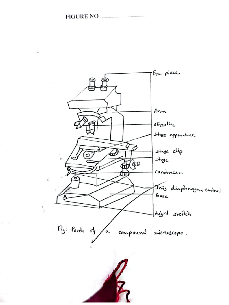Histology 1st Practical Experiment | PDF