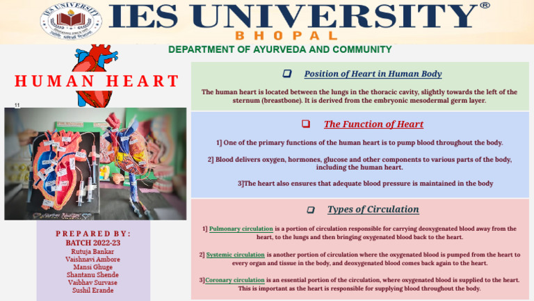 Human Heart: Position, Function, Circulation | PDF