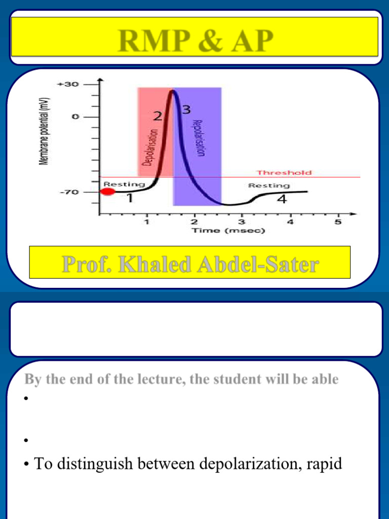 3.1 - Prof. Khaled Abdel-Sater RMP-AP | PDF | Depolarization | Membrane ...