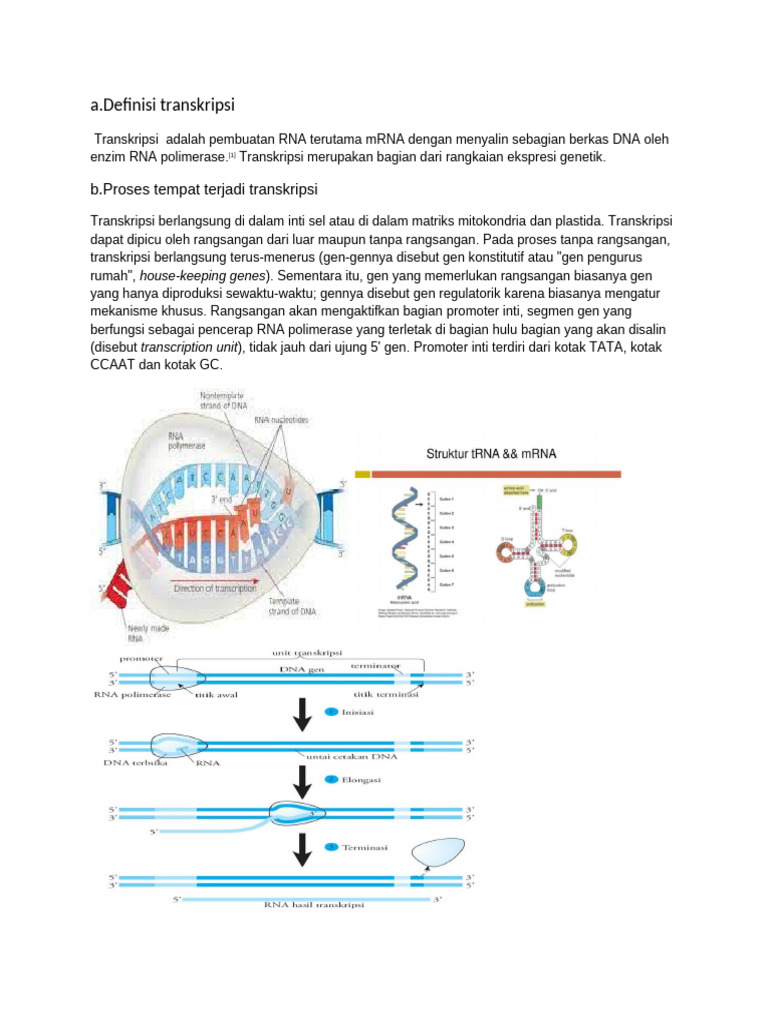 Proses dan Definisi Transkripsi DNA | PDF
