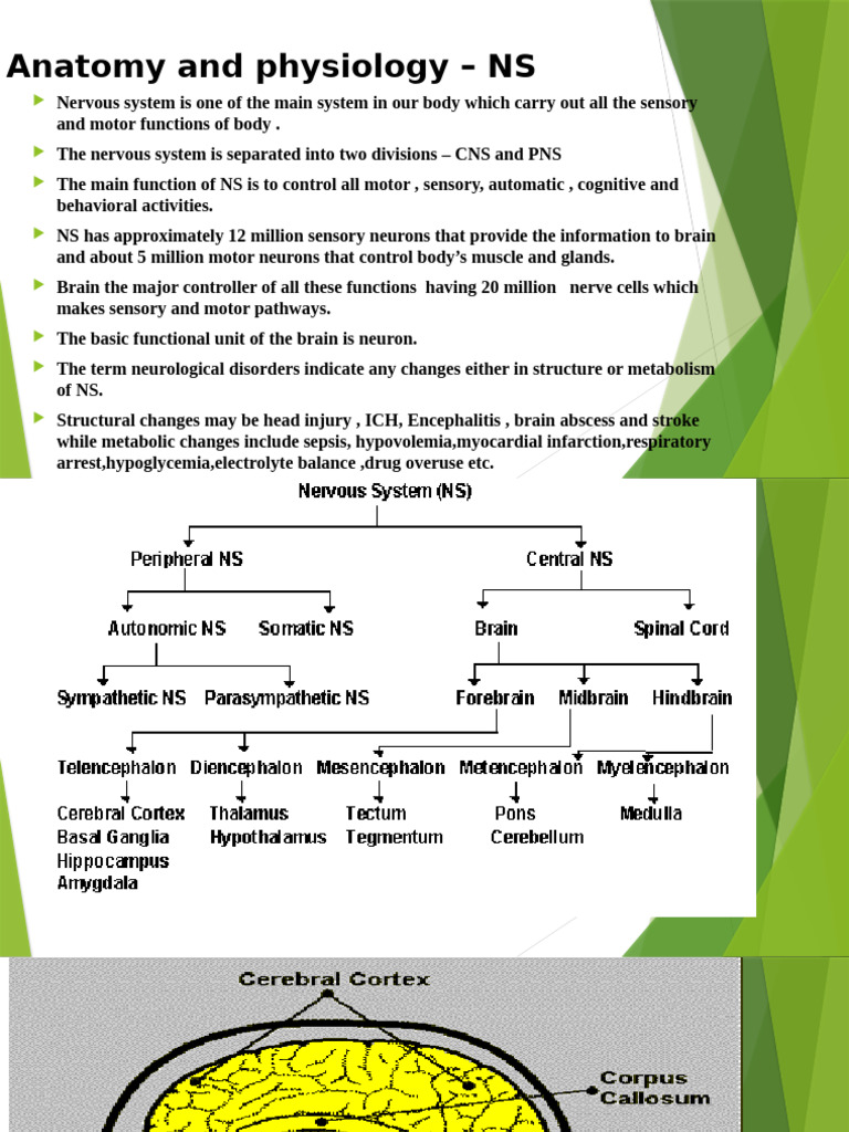 Anatomy and Physiology - Ns | PDF | Electromyography | Human Diseases ...