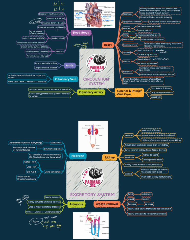 b.10.1. Circulation System | PDF | Heart | Kidney