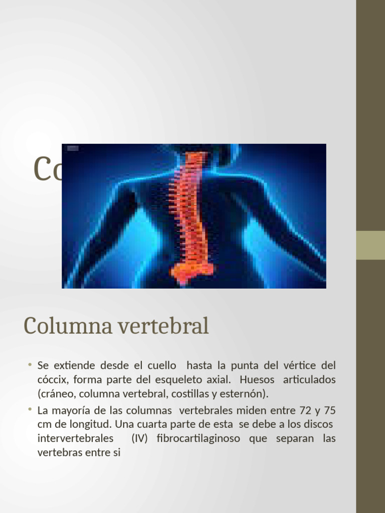 Estructura y Función de la Columna Vertebral | PDF | Vértebra | La ...