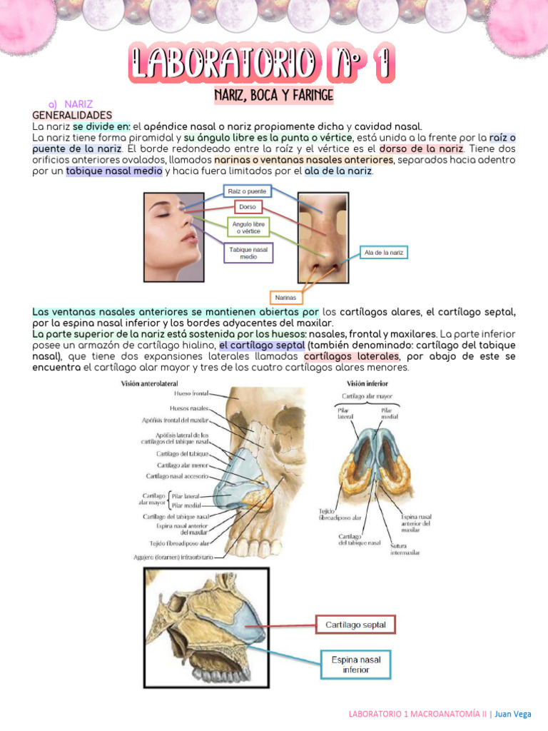 Anatomía y Funciones de la Nariz | PDF | Nariz humana | Lengua