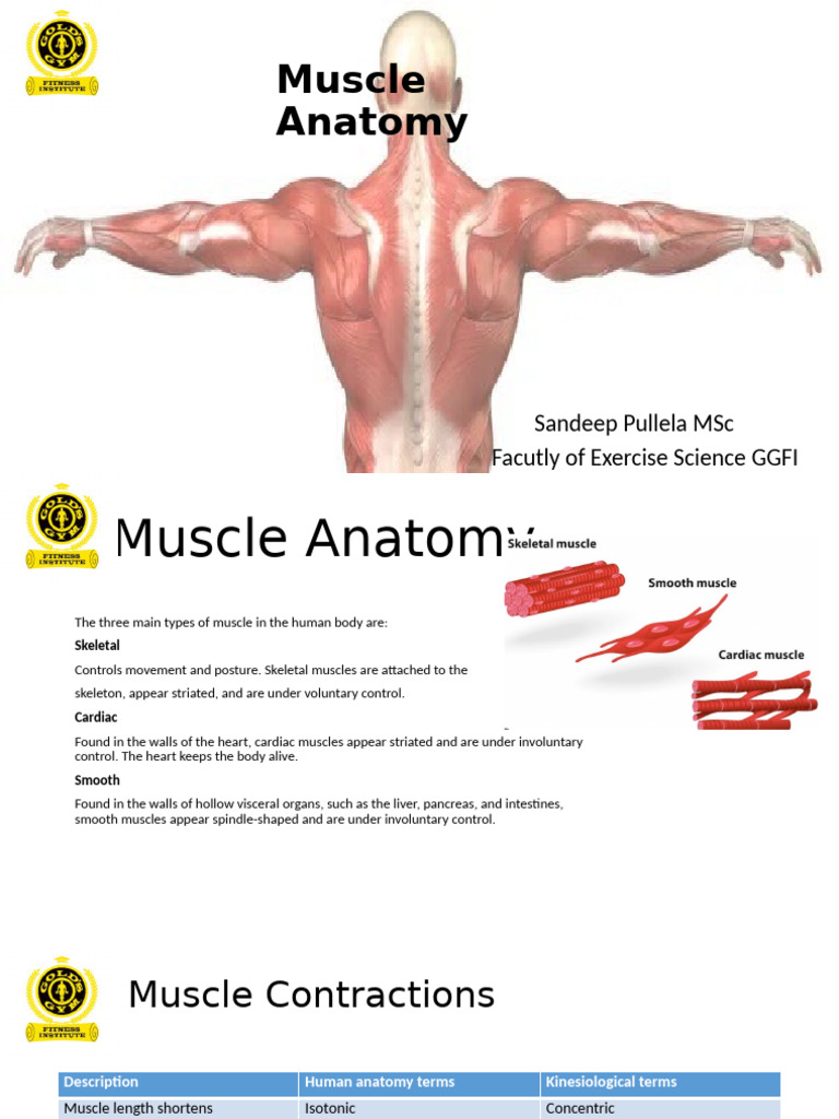 Muscle and Connective Tissue | PDF | Muscle Contraction | Skeletal Muscle