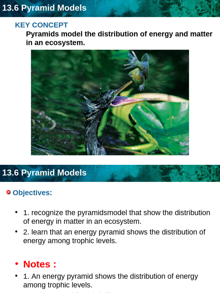 Pyramids Model The Distribution of Energy and Matter in An Ecosystem | PDF