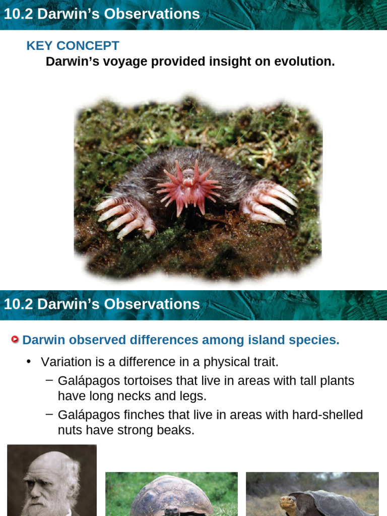 Darwin's Insights on Evolution | PDF