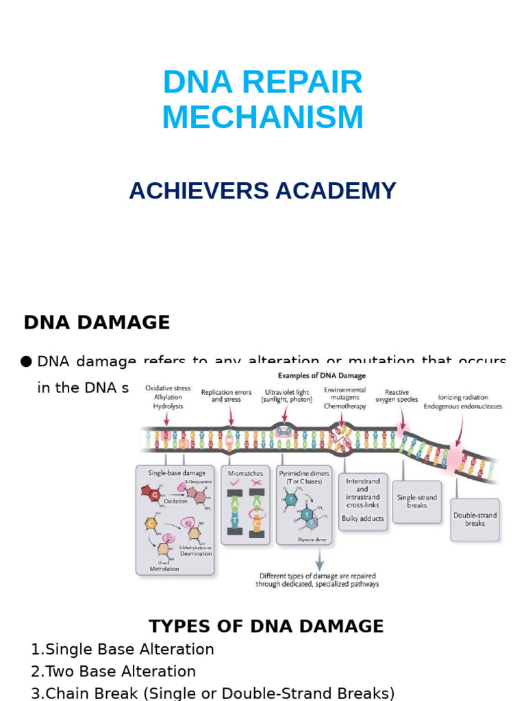 DNA Damage and Repair Mechanisms | PDF | Dna Repair | Dna
