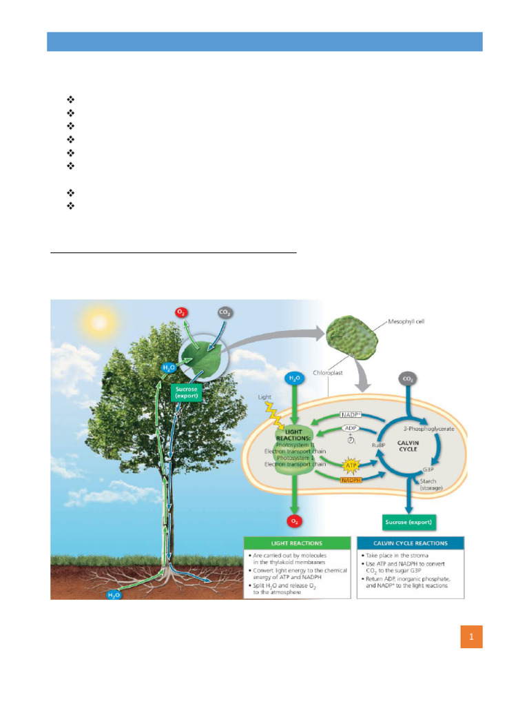 Chloroplast Structure in Photosynthesis | PDF | Photosynthesis | Stoma