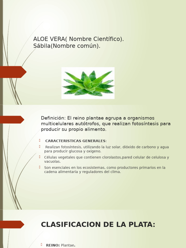 Nombre Científico del Aloe Vera | PDF | Plantas | Hoja