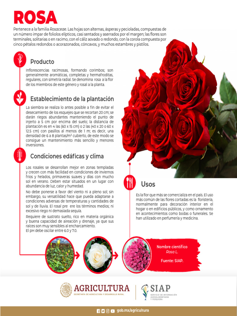 Rosa | PDF | Rosa | Flores