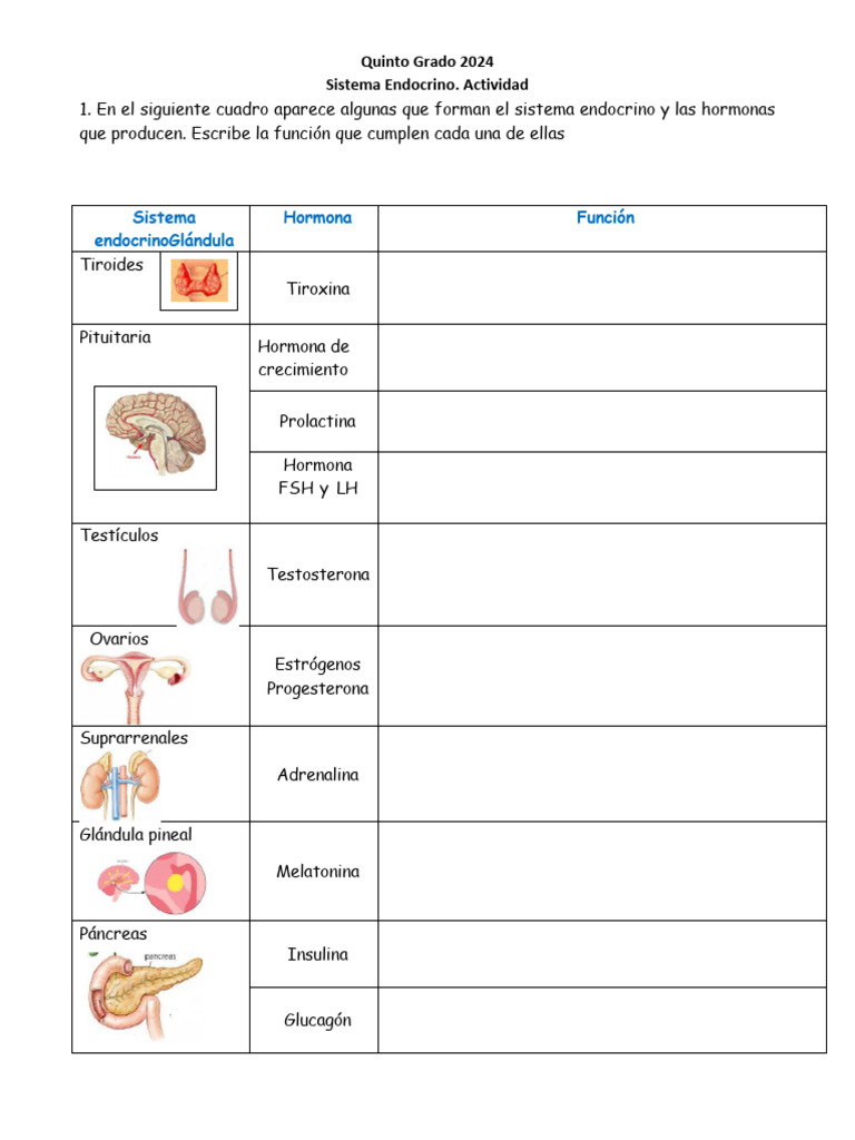 Actividad. Sistema Endocrino | PDF