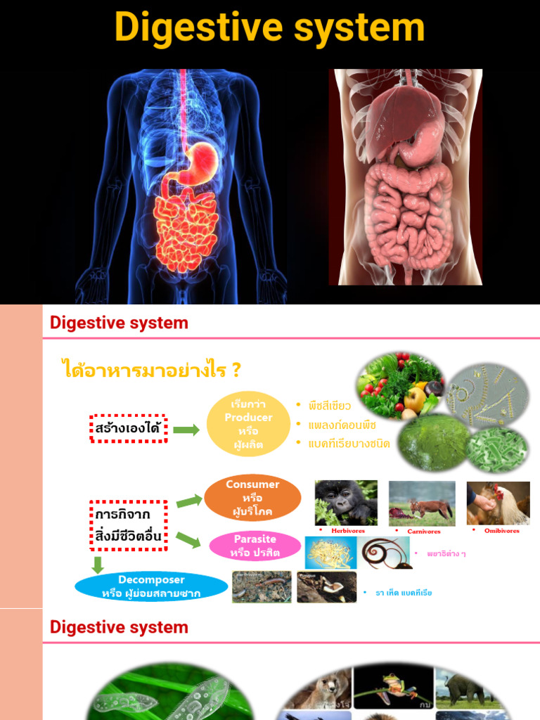 6.digestive System | PDF