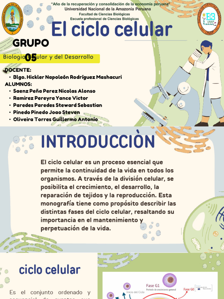 Fases del Ciclo Celular y Su Importancia | PDF | Mitosis | Mitosis