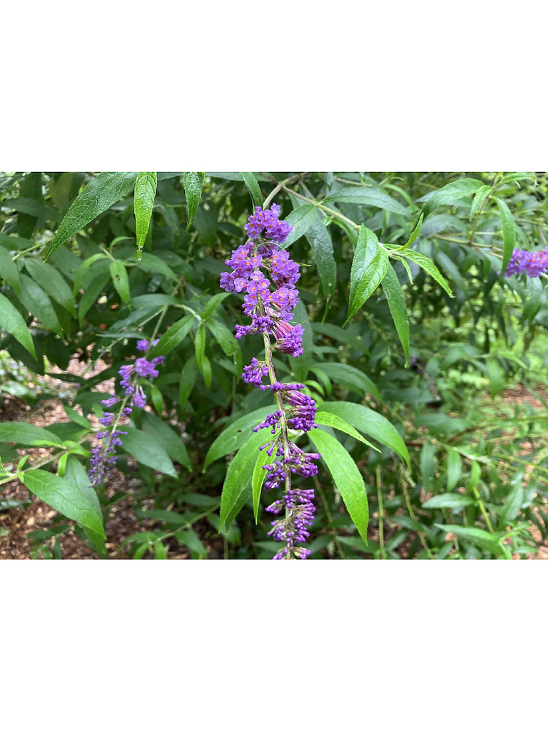 Butterfly Bush | PDF