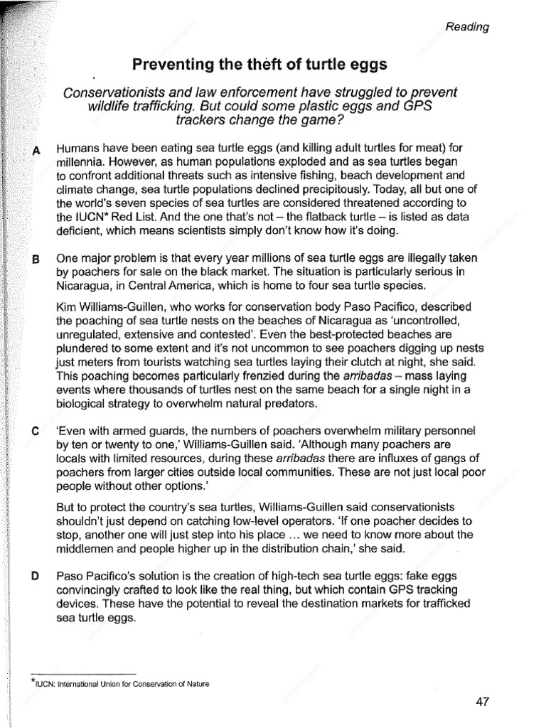 Preventing Turtle Eggs Theft Reading Section 3 | PDF