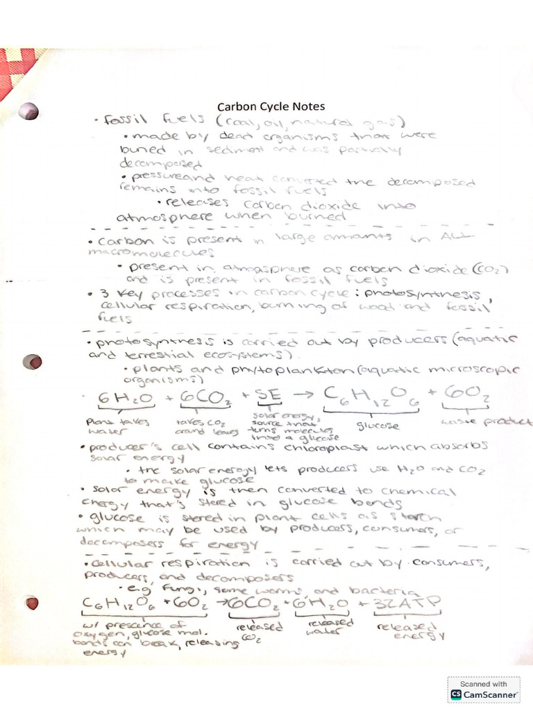 Carbon Cycle Notes | PDF