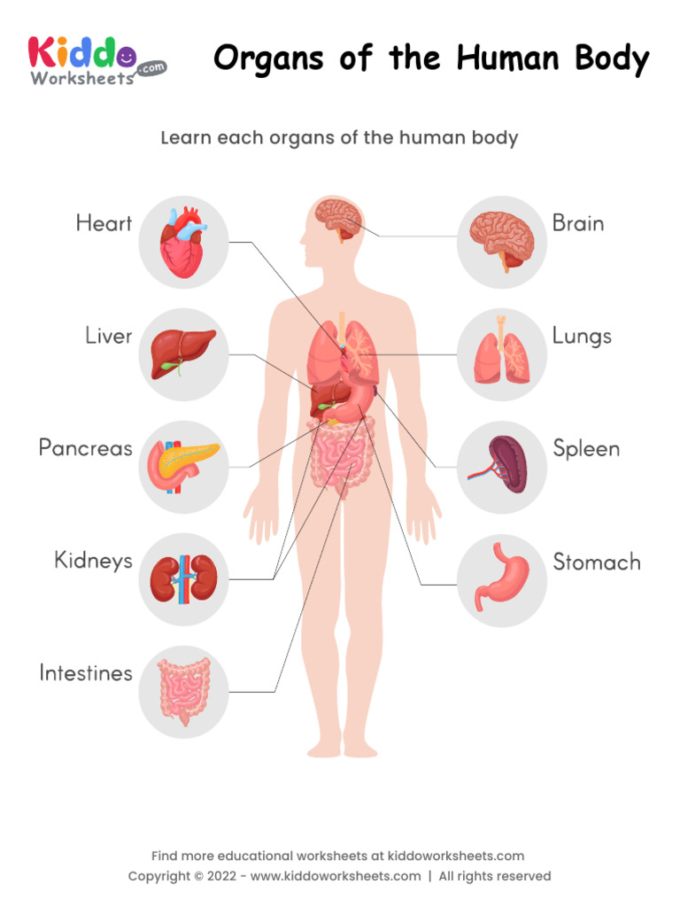 Printable Human Body Organs Guide | PDF