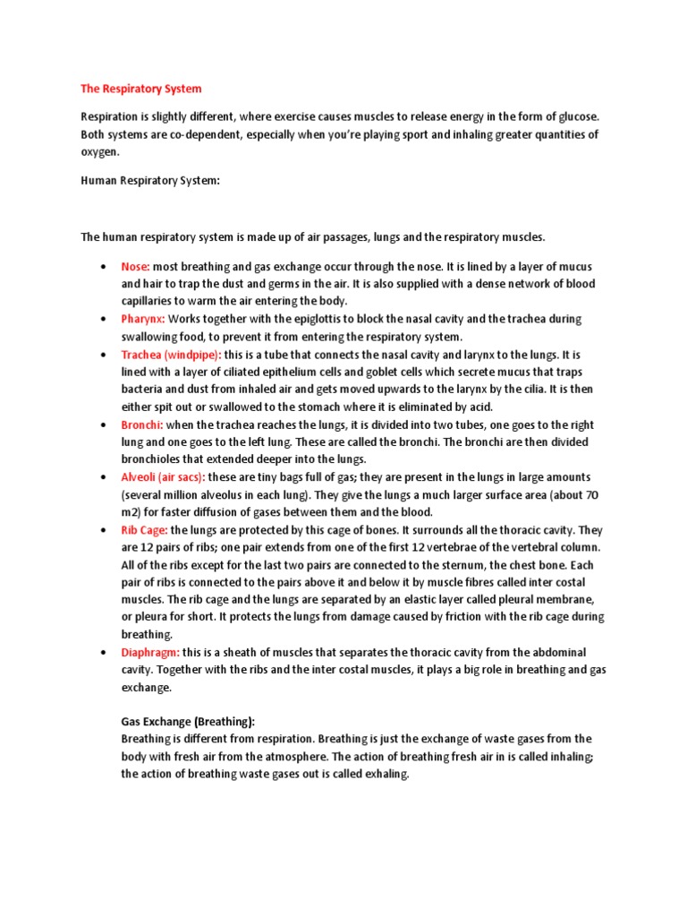 The Respiratory System | PDF | Lung | Respiratory System