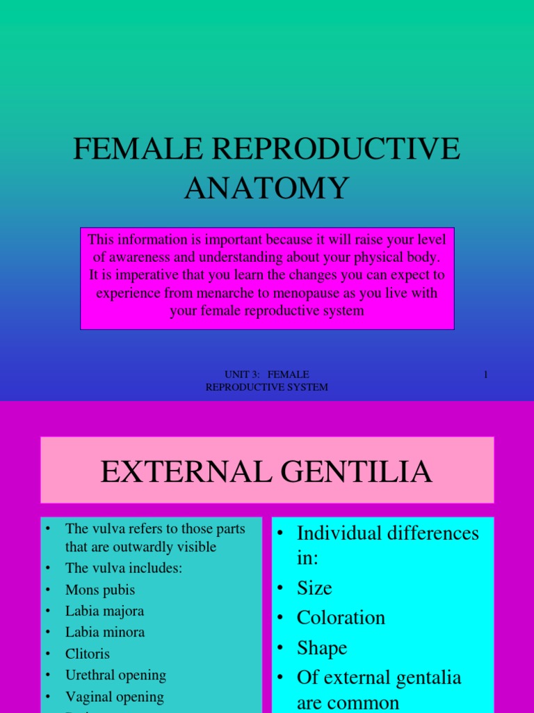 Female Reproductive Anatomy-1 | PDF | Labia | Vagina