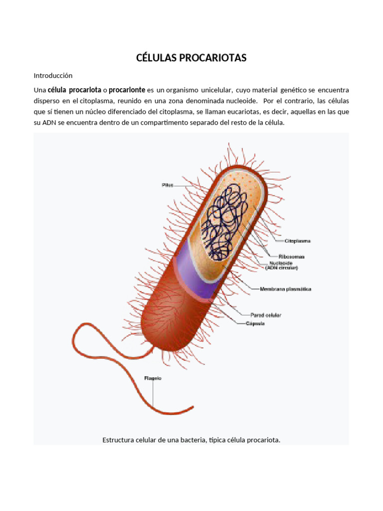 Estructura y tipos de células procariotas | PDF | Biología Celular ...
