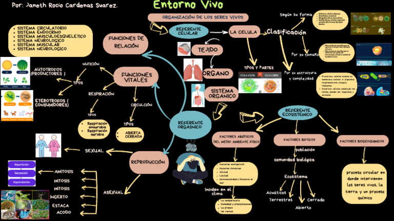 Mapa Mental Conceptos Entorno Vivo | PDF | Biología Celular) | Plantas