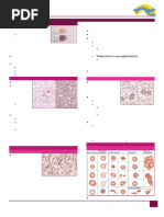 RBC Anomalies and Grading Criteria | PDF | Anemia | Red Blood Cell