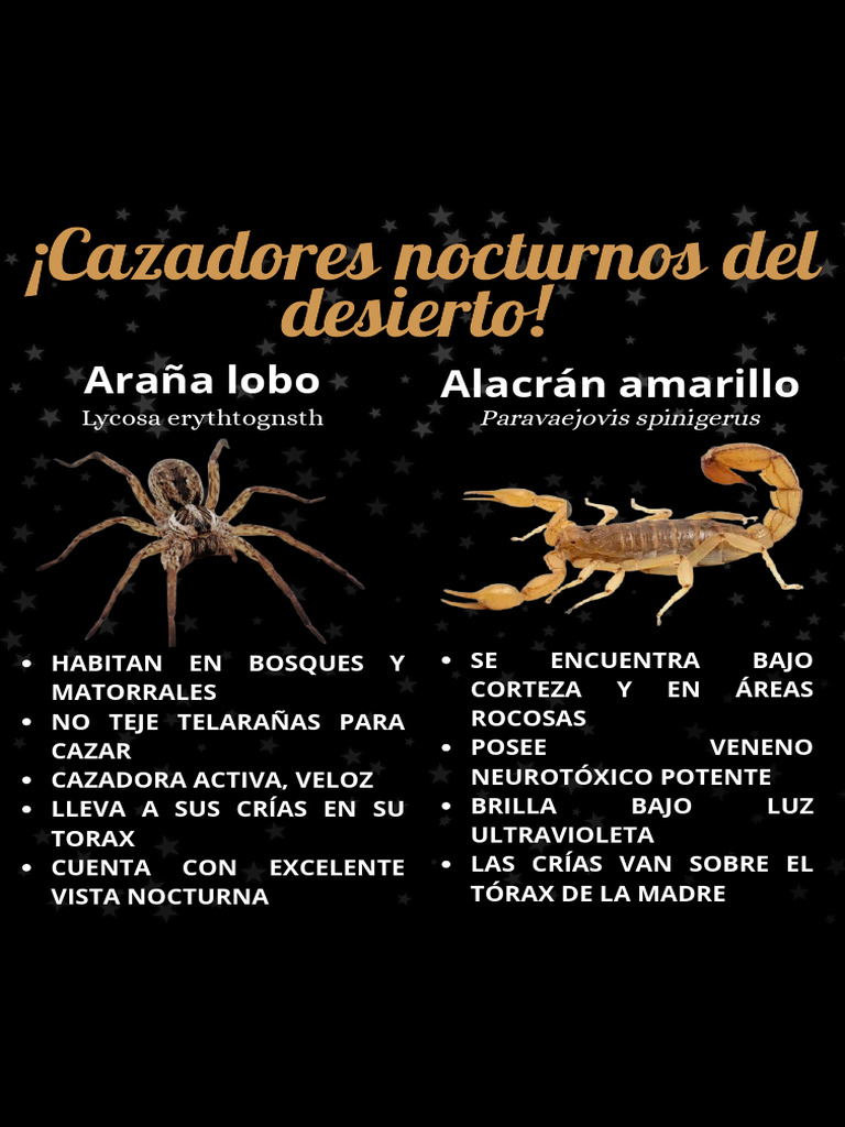Araña lobo y alacrán amarillo | PDF