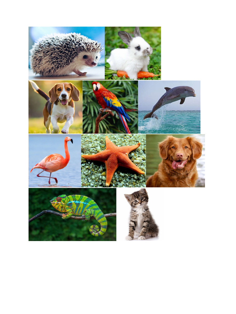 Animal e | PDF