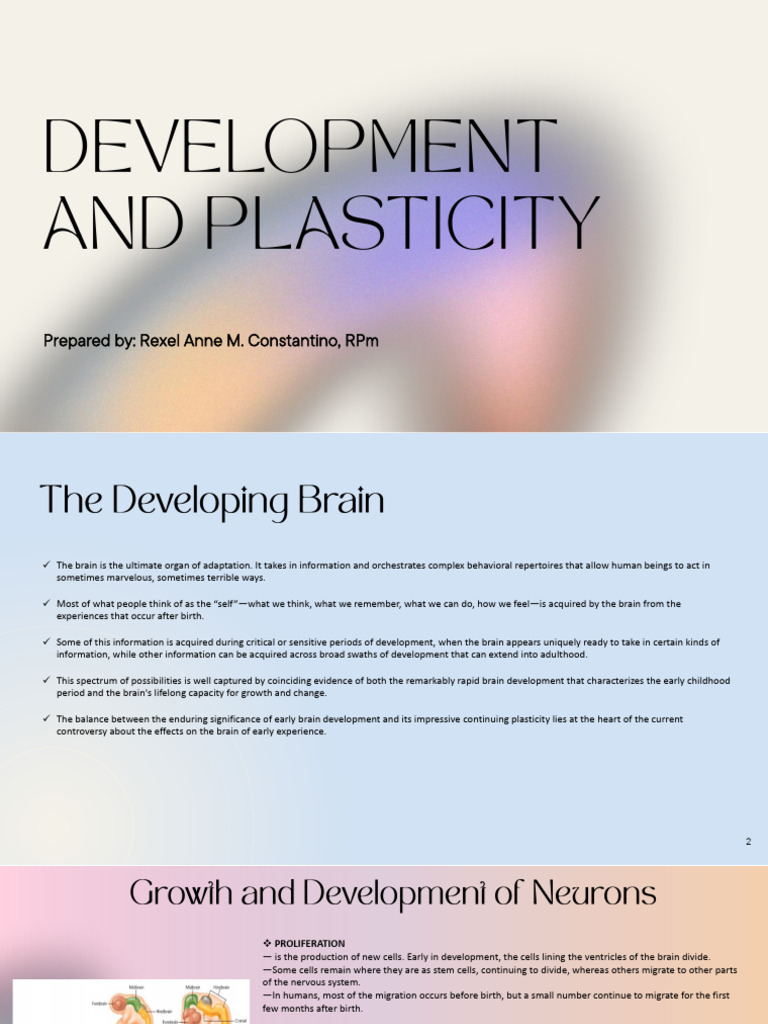 Understanding Brain Development and Plasticity | PDF | Brain ...