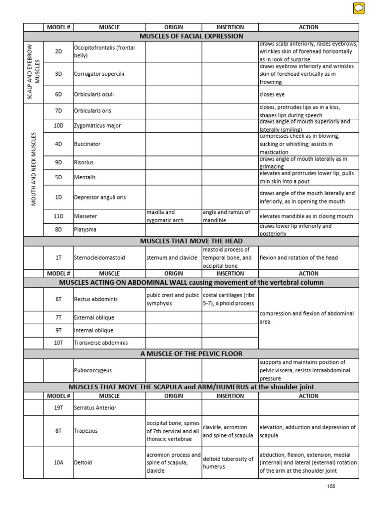 Overview of Human Muscle Actions | PDF | Human Leg | Anatomical Terms ...