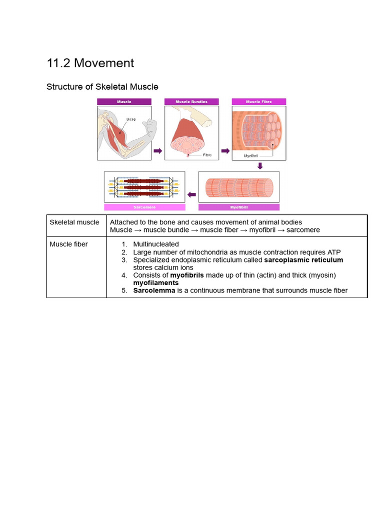 Skeletal Muscle Structure and Function | PDF | Muscle Contraction ...