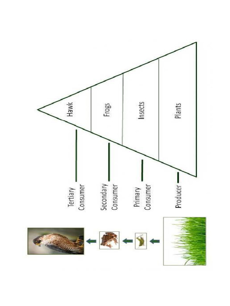 Pyramid | PDF