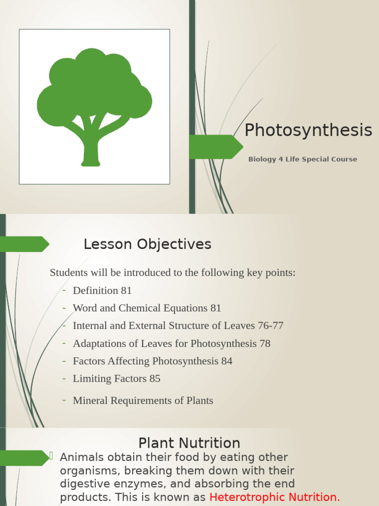 Understanding Photosynthesis Basics | PDF | Photosynthesis | Leaf