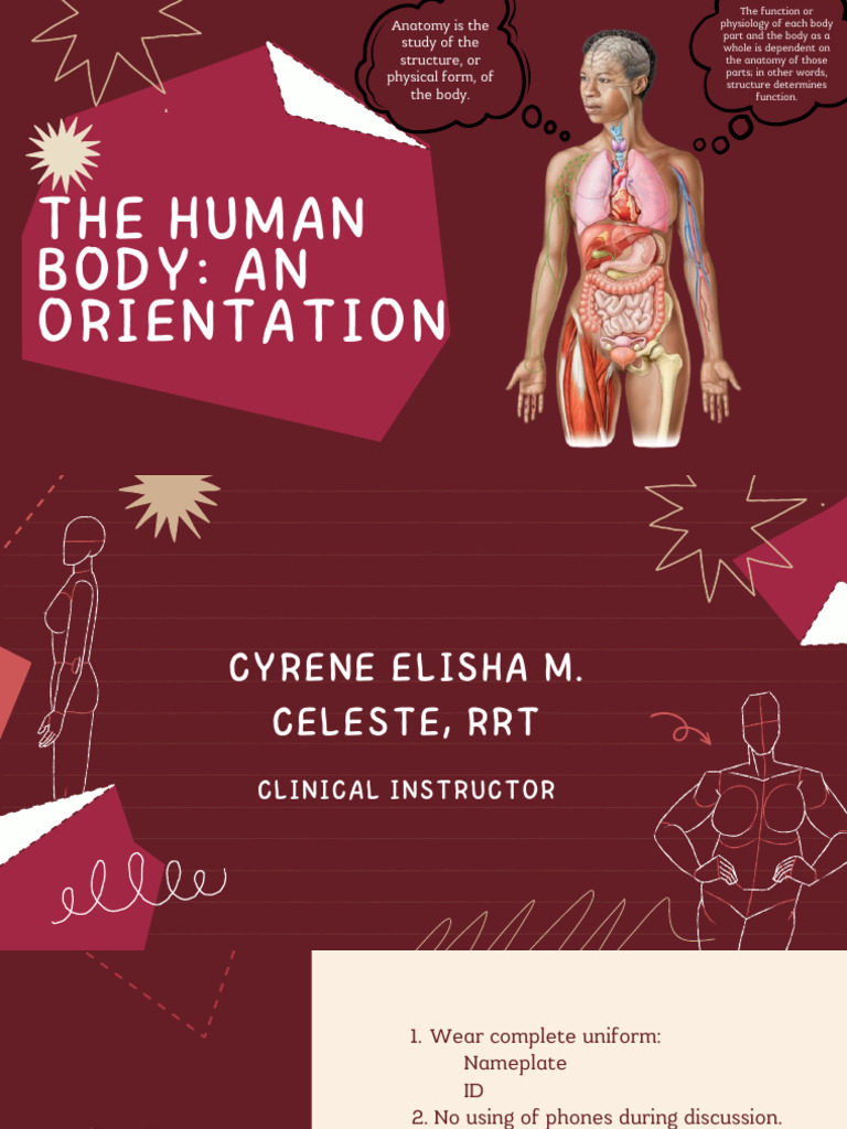 Anatomy and Physiology Overview | PDF | Human Body | Human Digestive System