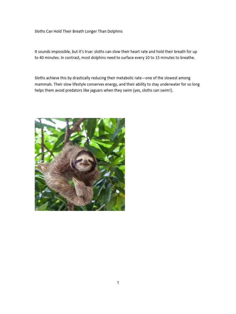 Sloths | PDF
