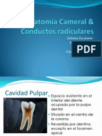 Anatomía Cameral & Conductos Radiculares