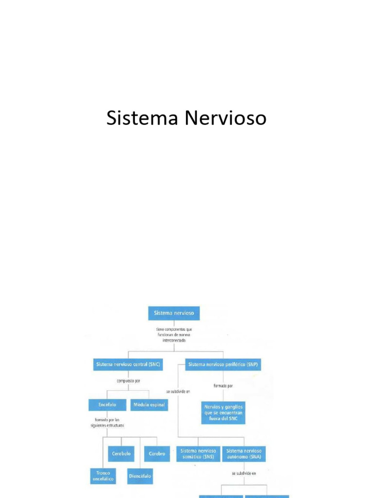 Estructura y Funciones del Sistema Nervioso | PDF | Sinapsis | Sistema ...