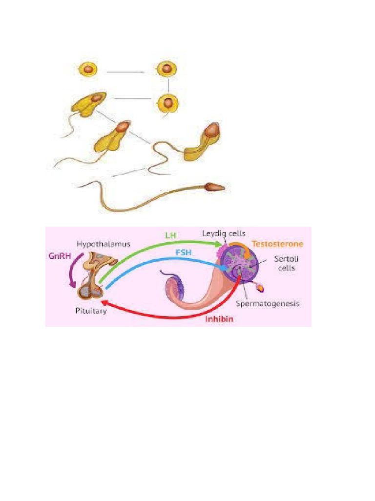 Spe | PDF