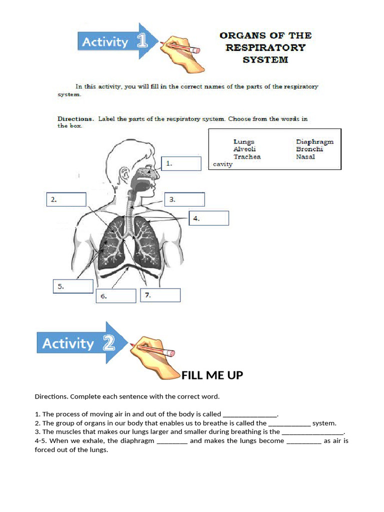 Respiratory System Worksheet for Grade 5 | PDF