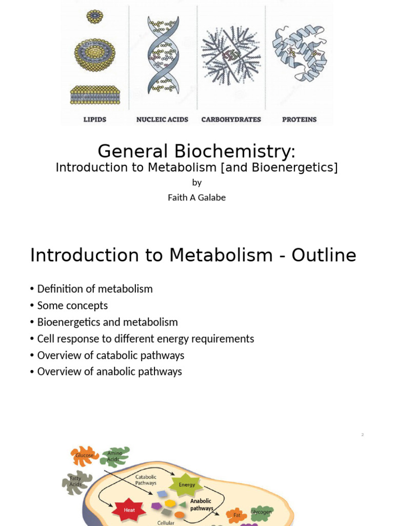 Metabolism and Bioenergetics Overview | PDF | Metabolism | Adenosine ...