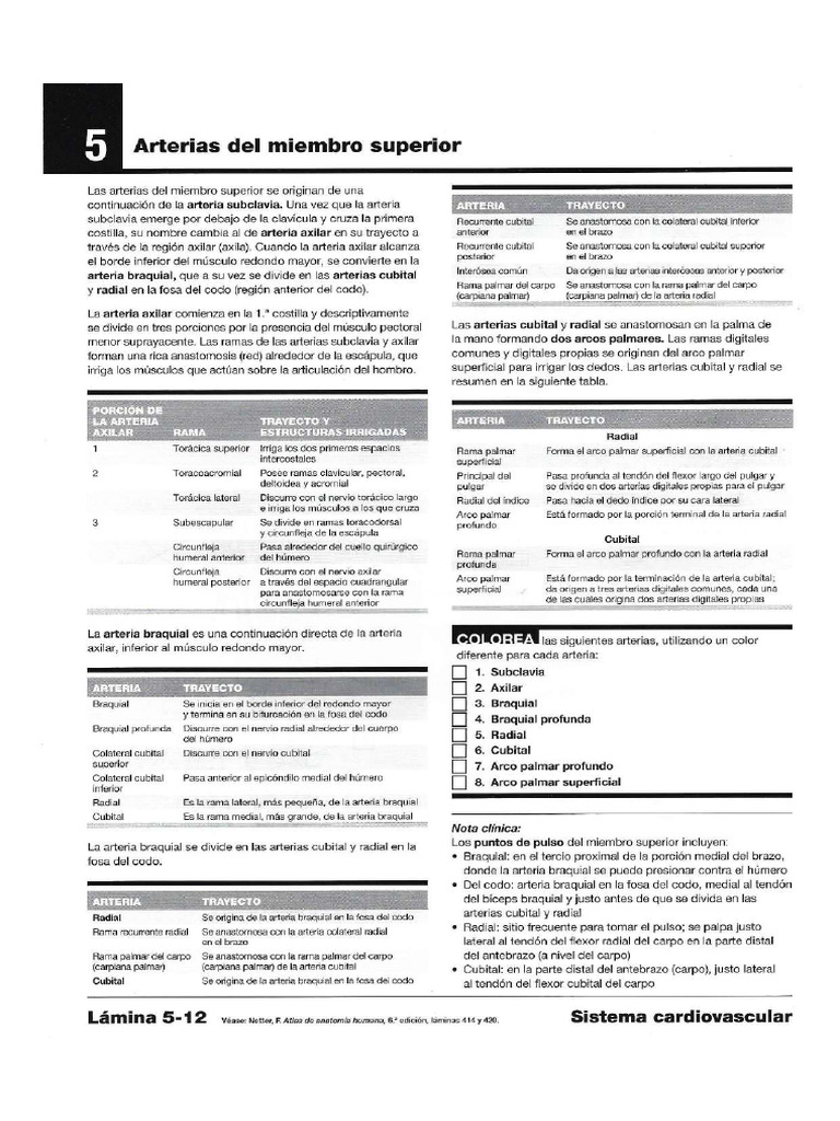 Netter cuaderno de anatomia para colorear booksmedicos org ilovepdf