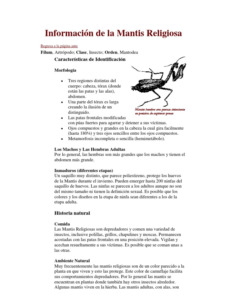Información de la Mantis Religiosa | PDF | Insectos | Mosca