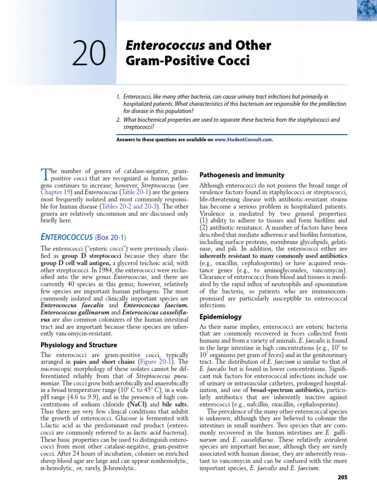 Enterococcus: Key Features and Risks | PDF | Infection | Streptococcus